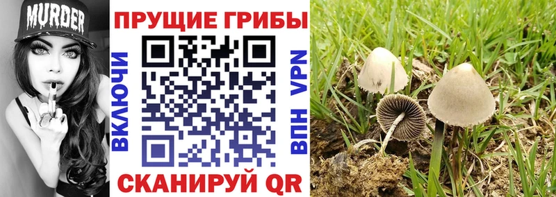 Галлюциногенные грибы мицелий  продажа наркотиков  Братск 